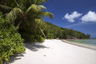 Dreamlike white sand beach with palm trees