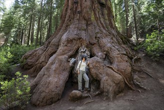 Woman standing at foot of redwood (Sequoioideae)