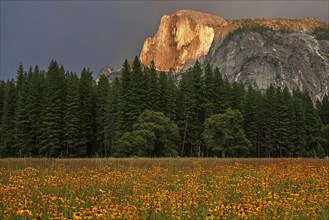 Flower meadow in Yosemite Valley