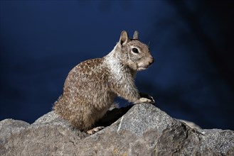 Californian ground squirrel (Citellus beecheyi)