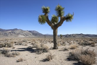 Joshua tree or yucca palm (Yucca brevifolia) near Death Valley