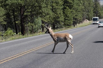 Pronghorn antelope (Antilocapra americana) crossing road