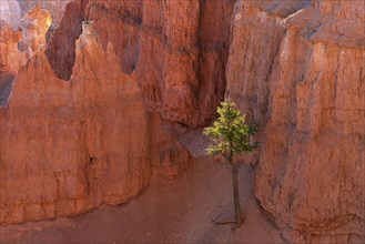 Coloured rock formations with pine (Pinus sp.) tree