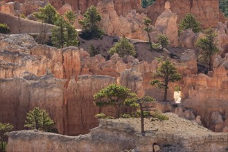 View of coloured rock formations and pine (Pinus sp.) trees