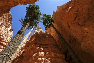 Douglas fir (Pseudotsuga menziesii) growing between coloured rock formations