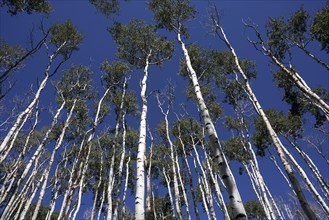 Poplars (Populus tremuloides) against blue sky