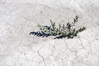 Plant growing through dry cracks in ground