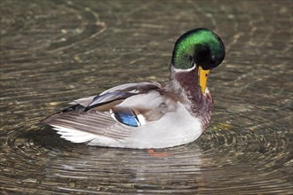 Mallard or wild duck (Anas platyrhynchos) swimming in water