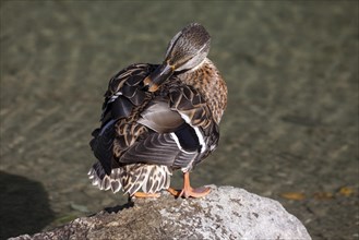 Mallard or wild duck (Anas platyrhynchos)