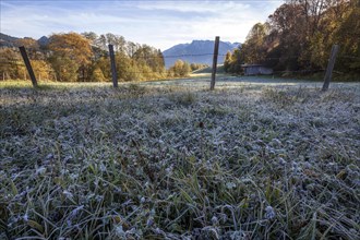 Morning hoar frost in a meadow