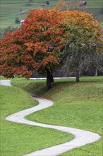 Autumnal trees and serpentine path