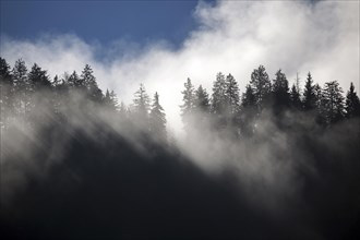 Fog among tree tops