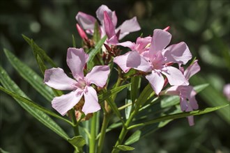 Oleander (Nerium oleander) flower