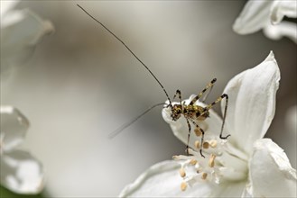 Speckled bush-cricket (Leptophyes punctatissima) sitting on slender deutzia (Deutzia gracilis) flower