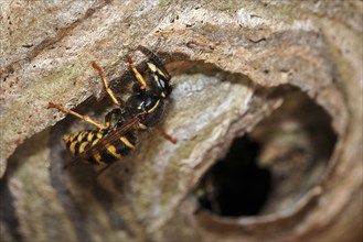 Wasp (Vespinae) building nest