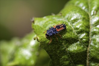 Ladybug (Coccinellidae) larva