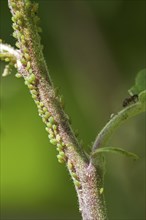 Aphids (Aphidoidea) on plant stem