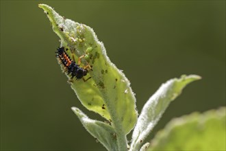 Ladybug (Coccinellidae) larva eating aphids (Aphidoidea)