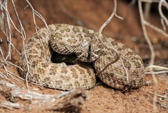 Rattlesnake (Crotalus sp.) flicking tongue