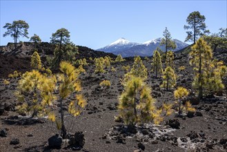 Canary pines (Pinus canariensis) in volcanic landscape
