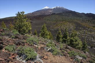 Volcanic landscape with Canary pines (Pinus canariensis)
