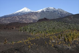 Volcanic landscape with Canary pines (Pinus canariensis)