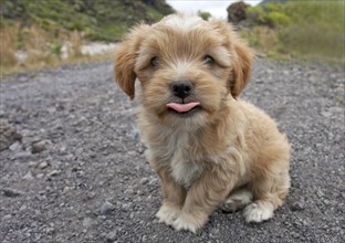 Young dog sticks out its tongue