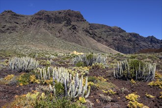 Canary island spurge (Euphorbia canariensis)