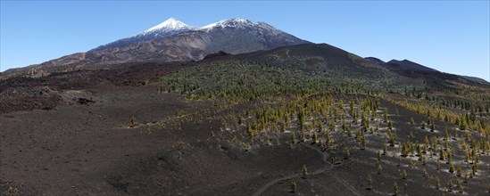 Volcanic landscape with Canary island pines (Pinus canariensis)