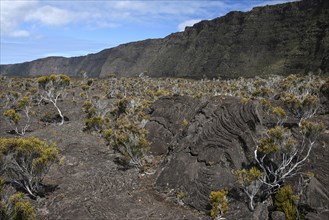 Lava landscape with vegetation