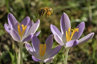Honey bee (Apis) approaching a crocus flowers