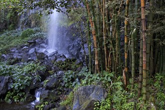 Small waterfall and tropical vegetation with bamboo grove (Bambusoideae)