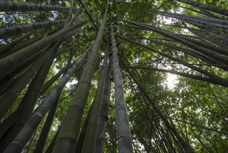 Giant bamboo (Dendrocalamus giganteus)