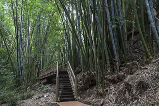 Giant bamboo (Dendrocalamus giganteus)