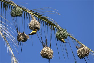 Village Weaver or Spotted-backed Weaver (Ploceus cucullatus) building a nest