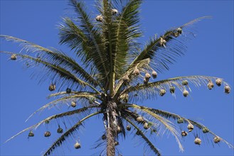 Village Weaver nests hanging from the leaves of a palm tree