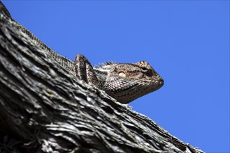 Central Bearded Dragon (Pogona vitticeps) perched on a branch