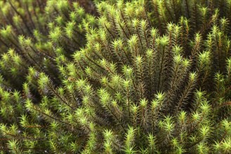 Common Haircap Moss or Great Golden Maidenhair (Polytrichum commune)