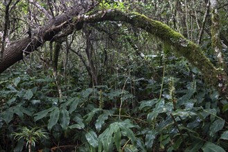 Tropical vegetation in the rainforest of the Cirque de Cilaos