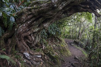 Trail through tropical vegetation in the rainforest of the Cirque de Cilaos