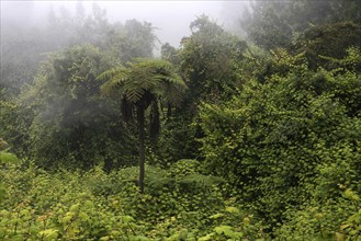 Tropical vegetation with fog