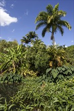 Tropical vegetation with banana and palm trees