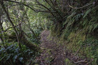 Trail with typical vegetation in the cloud forest Foret des Makes