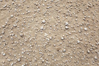 Small shells and snail shells in the sand