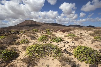 Barren landscape in the southern area of the Corralejo Natural Park