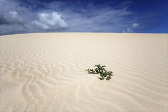 Single plant growing in a sand dune
