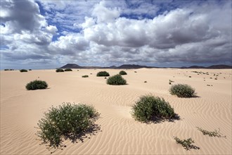 Flowering plants growing in the sand dunes