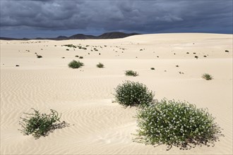 Flowering plants growing in the sand dunes