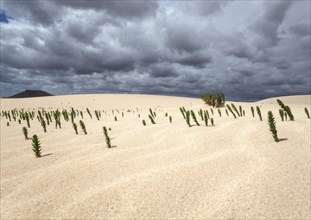 Ononis natrix (Ononis natrix) in the sand dunes