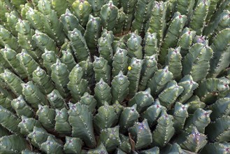 Resin spurge (Euphorbia resinifera)